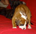 boxer, kr�tky chvost