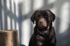 Labradorský retrívr- mladá hnědá fenka s PP Labradorský retrívr- mladá hnědá fenka s PP