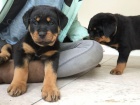 Rottweiler �t��ata na prodej s rodokmenem