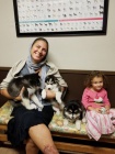 �t��ata Pomsky pro adopci,