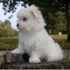 Affenpinscher �t��ata pro adopci,