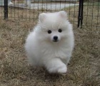 Miniaturn� americk� eskimo �t��ata pro adopci,
