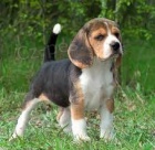 Americk� Foxhound �t��ata pro adopci,