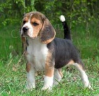 Americk� Foxhound �t��ata pro adopci,
