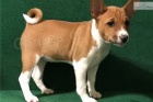 Basenji �t��ata pro adopci,