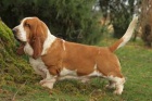 Basset Hound �t��ata pro p�ijet�,