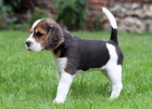 Beagle �t��ata pro adopci,