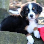 �t��ata Bernsk�ho sala�nick�ho psa pro p�ijet�,