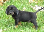 �ern� a Tan Coonhound �t��ata pro p�ijet�,