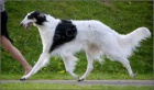 Borzoi �t��ata pro adopci,