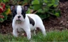 Boston Terrier �t��ata pro p�ijet�,
