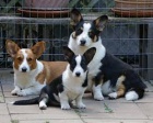 Cardigan Welsh Corgi �t��ata pro p�ijet�,