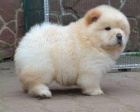 Chow Chow �t��ata pro adopci,