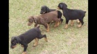 Doberman Pinscher �t��ata pro adopci,