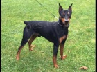 N�meck� Pinscher �t��ata pro adopci,
