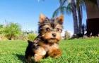 Yorkshire Terrier �t��ata pro p�ijet�,