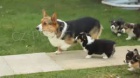 Pembroke Welsh Corgi �t��ata pro p�ijet�,