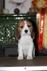 B�gl (beagle) - kr�sn� �t���tka