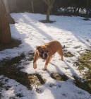 Kontinent�ln� buldok s PP