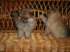 Německý špic pomeranian Německý špic pomeranian