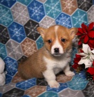 loaj�ln� vel�sk� Corgi (Pembroke) �t��ata