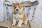 Kr�sn� �t��ata Shiba Inu