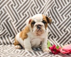 Roztomil� anglick� buldok �t��ata