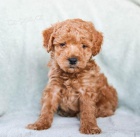 P�kn� miniaturn� pudl �t��ata