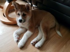 Štěňata Akita Inu 12 týdnů Štěňata Akita Inu 12 týdnů