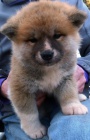 krásná akita štěňátka s rodokmenem k dispozici krásná akita štěňátka s rodokmenem k dispozici