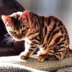 kr�sn� ko��tka Toyger