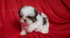 Štenátka SHIH-TZU s PP Štenátka SHIH-TZU s PP