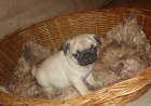 Mops Mops