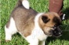Akita inu s PP Akita inu s PP