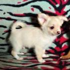 �ivava - pejsci s PP 