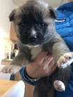 dispozici krásná štěňátka akita tří měsíců dispozici krásná štěňátka akita tří měsíců
