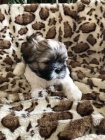 �t��ata shih tzu