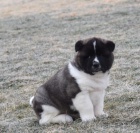 Sladká Akita štěňata Sladká Akita štěňata