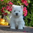 štěňátka West Highland Terrier pro vás připravena štěňátka West Highland Terrier pro vás připravena