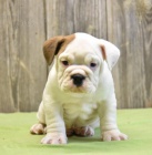 Rozko�n� anglick� buldok �t��ata