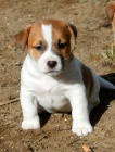 JACK RUSSELL TERRIER PUPPIES K DISPOZICI JACK RUSSELL TERRIER PUPPIES K DISPOZICI