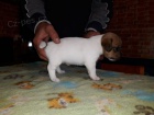 JACK RUSSELL TERRIER PUPPIES K DISPOZICI JACK RUSSELL TERRIER PUPPIES K DISPOZICI