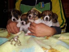Jack Russell štěňata Jack Russell štěňata