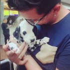 dob�e vy�kolen�ch dalmatsk�ch �t���tek