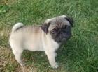 Mops štěňata Mops štěňata