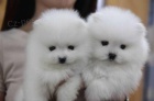 Pomeranian s P.P. Pomeranian s P.P.