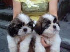 Shih-tzu, ši-tzu štenátka s PP Shih-tzu, ši-tzu štenátka s PP