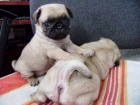 Mops Mops