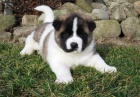Akita - inu Akita - inu