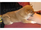 Shiba-Inu Shiba-Inu